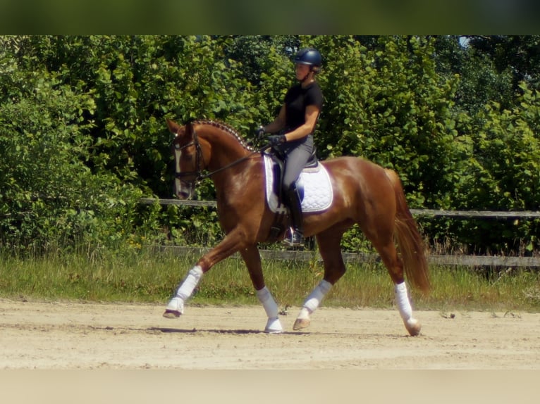 Westfaal Ruin 5 Jaar 168 cm Vos in Iserlohn
