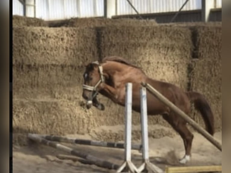 Westfaal Ruin 5 Jaar 168 cm Vos in Gummersbach