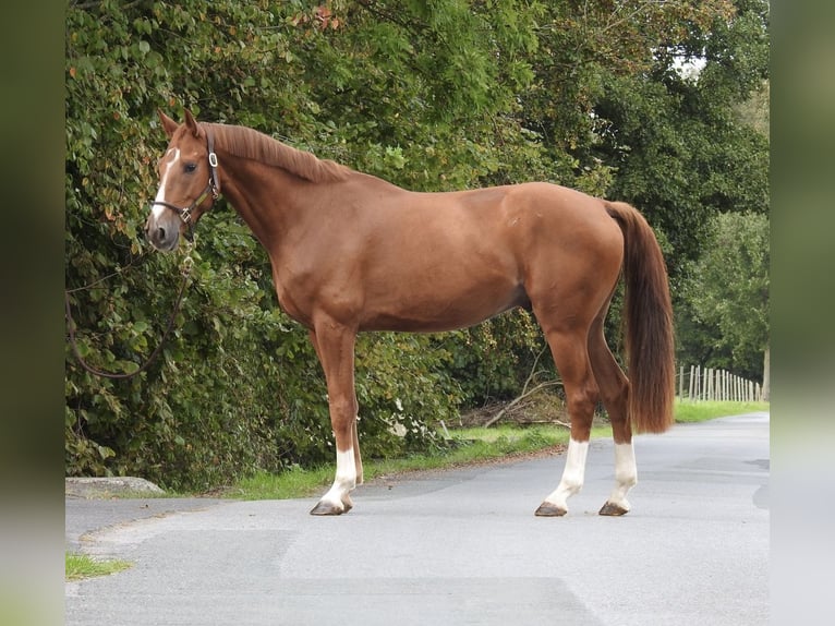 Westfaal Ruin 5 Jaar 168 cm Vos in Verl