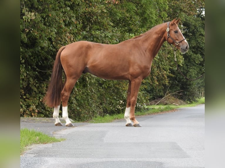 Westfaal Ruin 5 Jaar 168 cm Vos in Verl