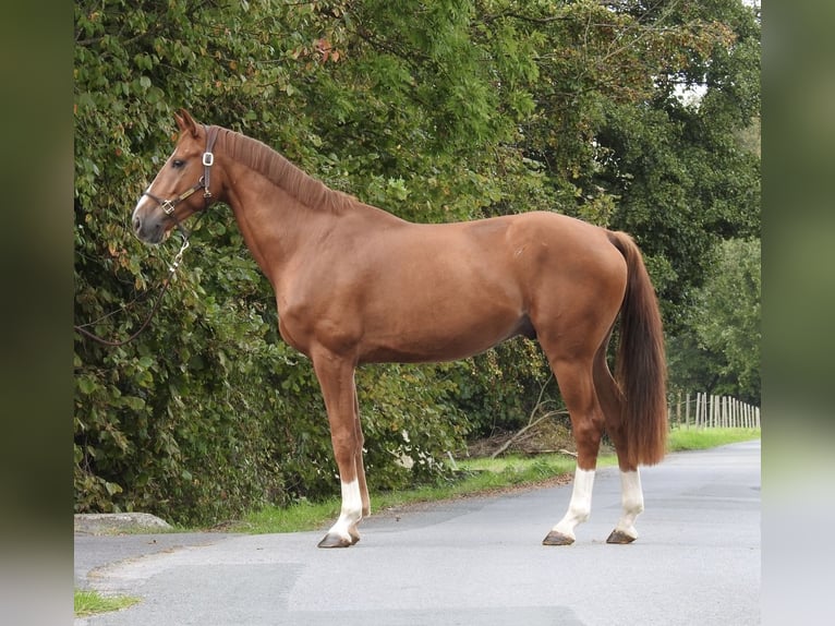 Westfaal Ruin 5 Jaar 168 cm Vos in Verl