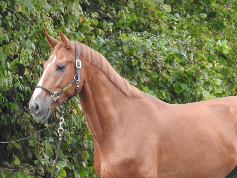 Westfaal Ruin 5 Jaar 168 cm Vos in Verl