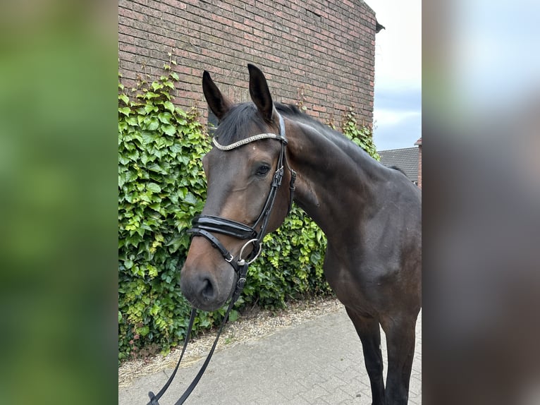Westfaal Ruin 5 Jaar 169 cm Bruin in Rees