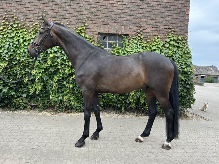 Westfaal Ruin 5 Jaar 169 cm Bruin in Rees