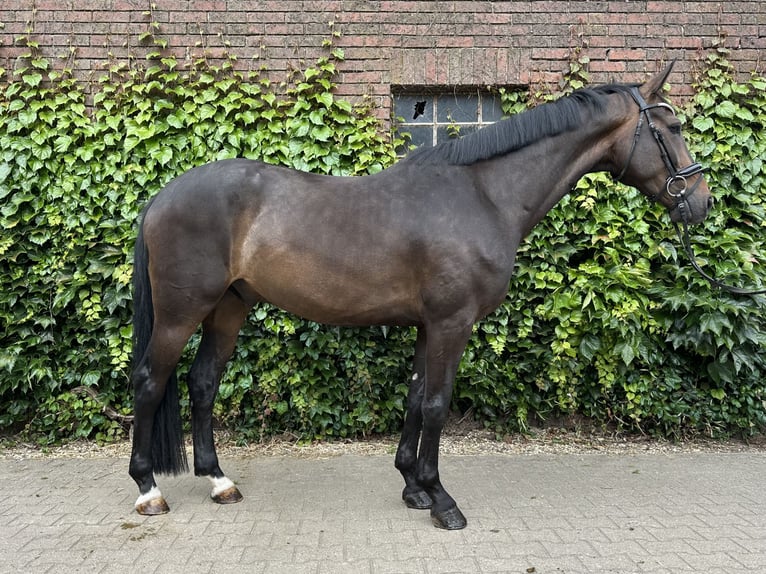 Westfaal Ruin 5 Jaar 169 cm Bruin in Rees