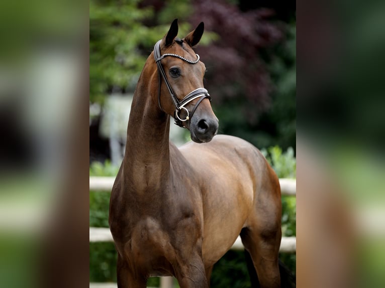 Westfaal Ruin 5 Jaar 169 cm Zwartbruin in Recke