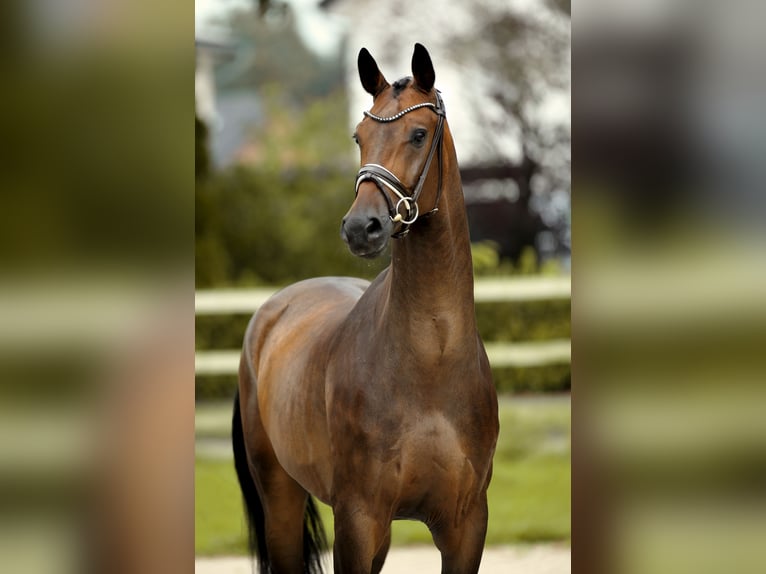 Westfaal Ruin 5 Jaar 169 cm Zwartbruin in Recke