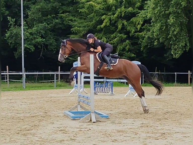 Westfaal Ruin 5 Jaar 170 cm Bruin in L&#xFC;nen