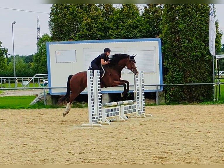 Westfaal Ruin 5 Jaar 170 cm Bruin in L&#xFC;nen