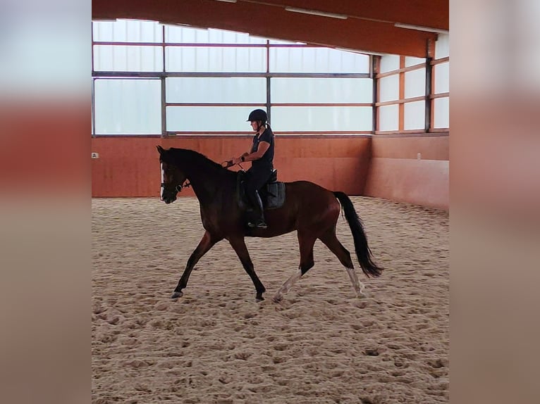 Westfaal Ruin 5 Jaar 170 cm Bruin in L&#xFC;nen