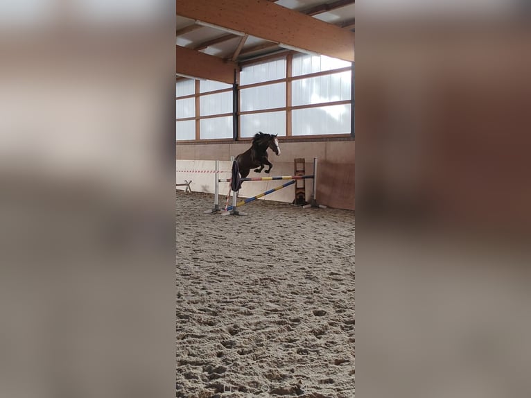 Westfaal Ruin 5 Jaar 170 cm Bruin in L&#xFC;nen