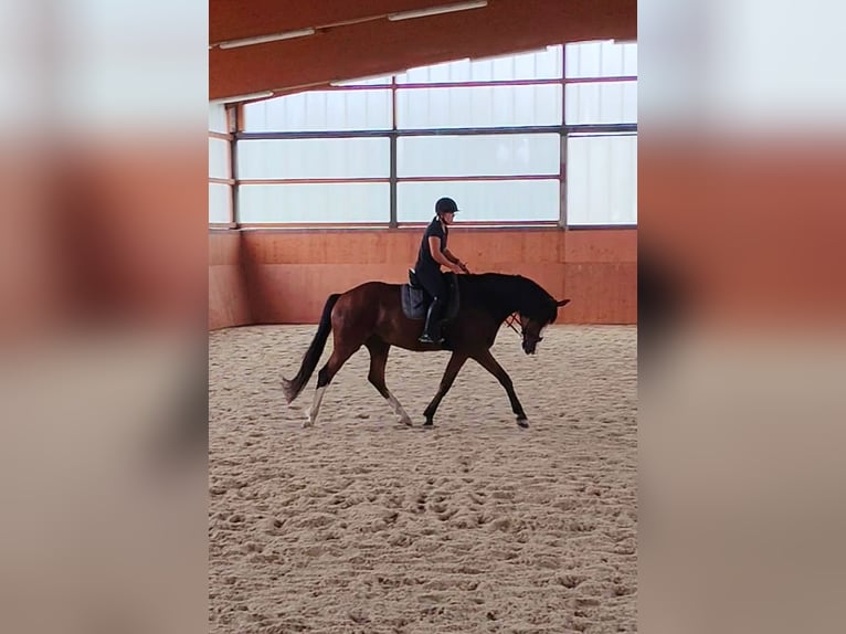Westfaal Ruin 5 Jaar 170 cm Bruin in L&#xFC;nen