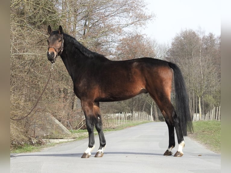 Westfaal Ruin 5 Jaar 170 cm Bruin in Verl