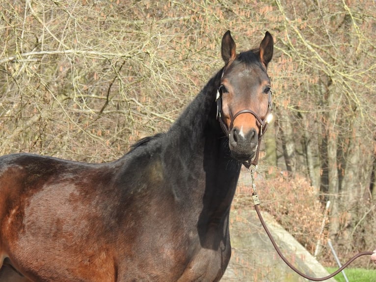 Westfaal Ruin 5 Jaar 170 cm Bruin in Verl