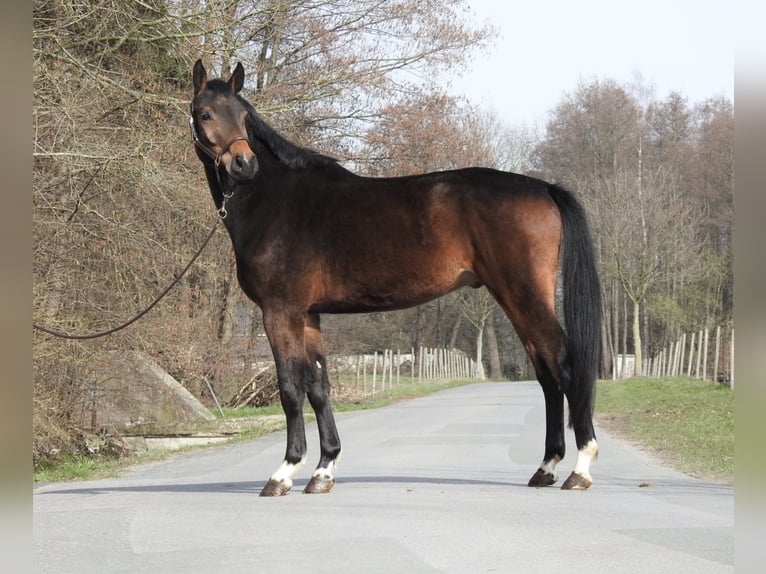 Westfaal Ruin 5 Jaar 170 cm Bruin in Verl