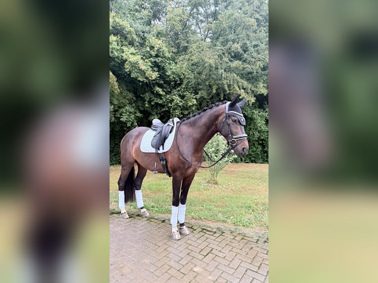 Westfaal Ruin 5 Jaar 170 cm Donkerbruin in Lohmar