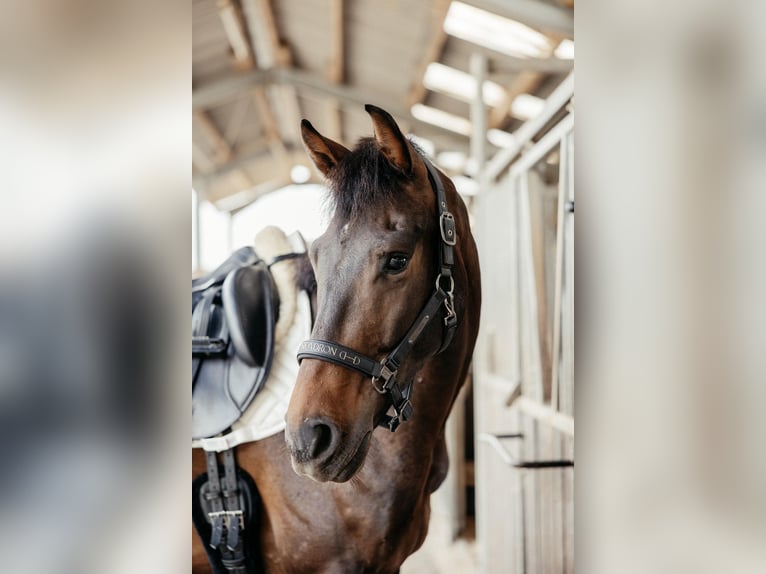 Westfaal Ruin 5 Jaar 170 cm Donkerbruin in Lohmar