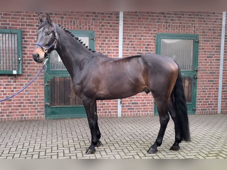 Westfaal Ruin 5 Jaar 170 cm Donkerbruin in Nettetal