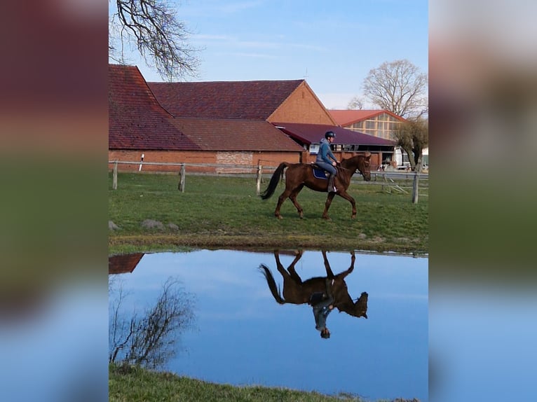 Westfaal Ruin 5 Jaar 170 cm Donkere-vos in Minden