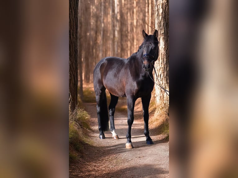 Westfaal Ruin 5 Jaar 170 cm  in Warendorf