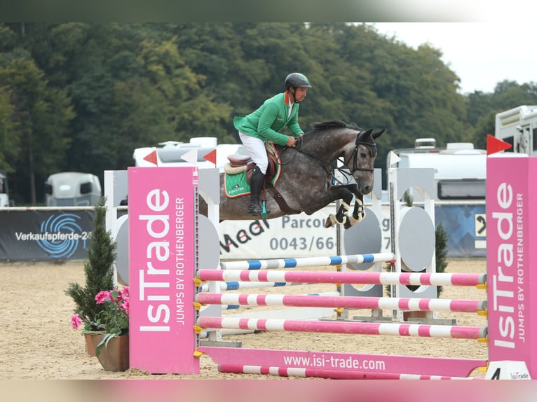 Westfaal Ruin 5 Jaar 170 cm Rood schimmel in Kitzbühel