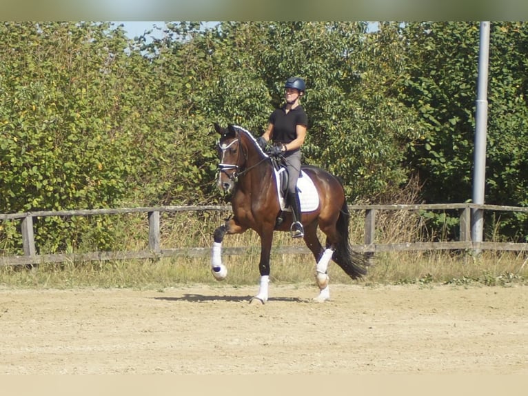 Westfaal Ruin 5 Jaar 171 cm Bruin in Iserlohn