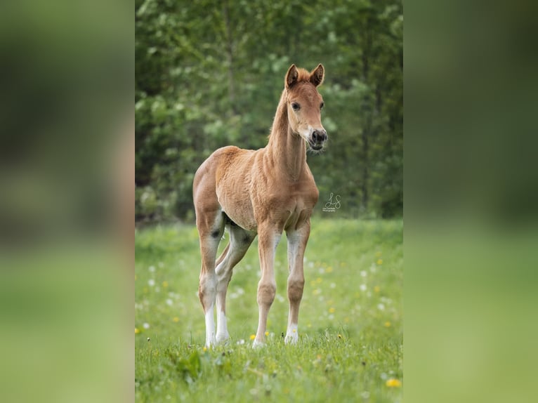 Westfaal Ruin 5 Jaar 171 cm Vos in Brilon
