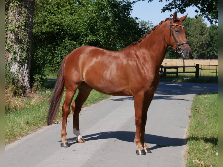 Westfaal Ruin 5 Jaar 171 cm Vos in GROTE-BROGEL