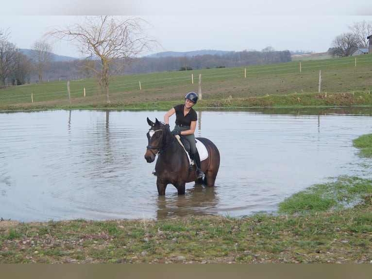 Westfaal Ruin 5 Jaar 171 cm Zwartbruin in Iserlohn