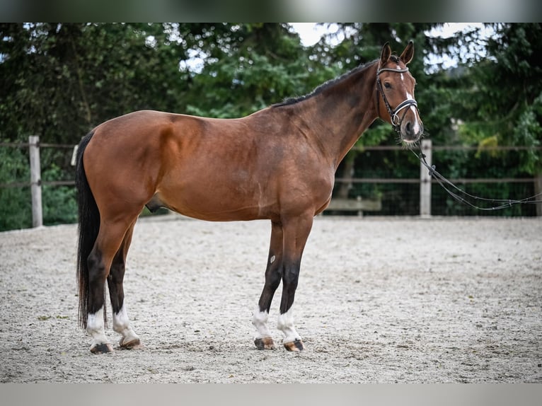 Westfaal Ruin 5 Jaar 172 cm Bruin in Altwis