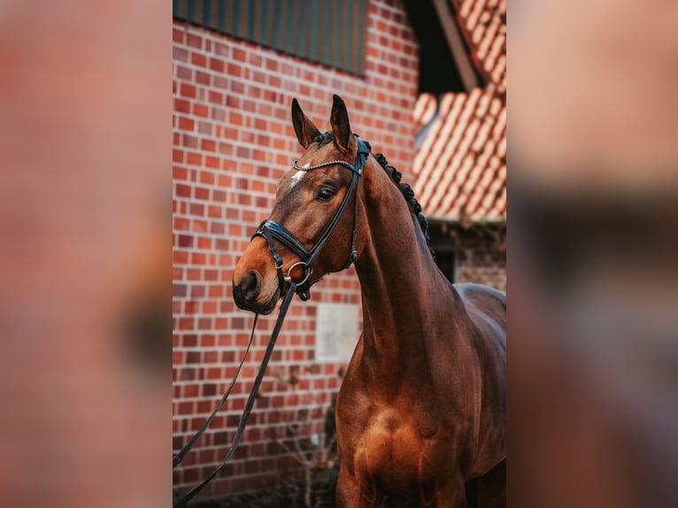 Westfaal Ruin 5 Jaar 172 cm Bruin in Sassenberg