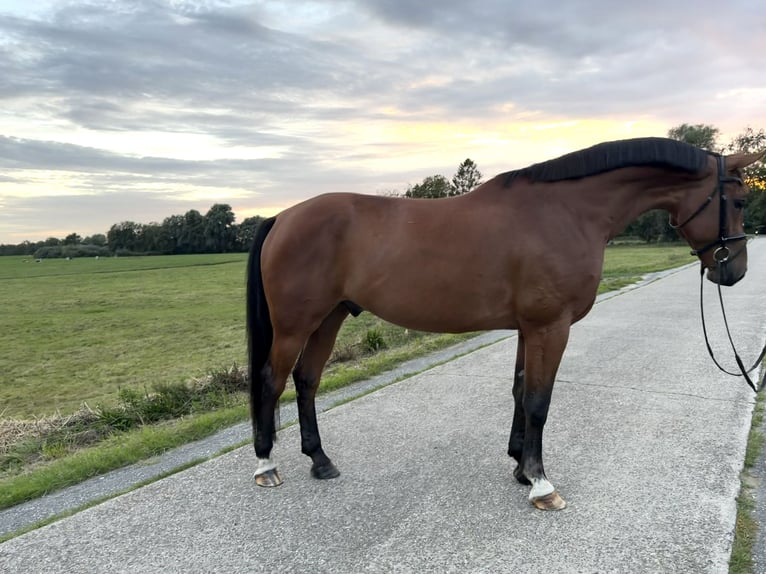 Westfaal Ruin 5 Jaar 172 cm Bruin in Detern