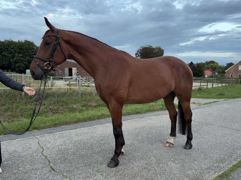 Westfaal Ruin 5 Jaar 172 cm Bruin in Detern