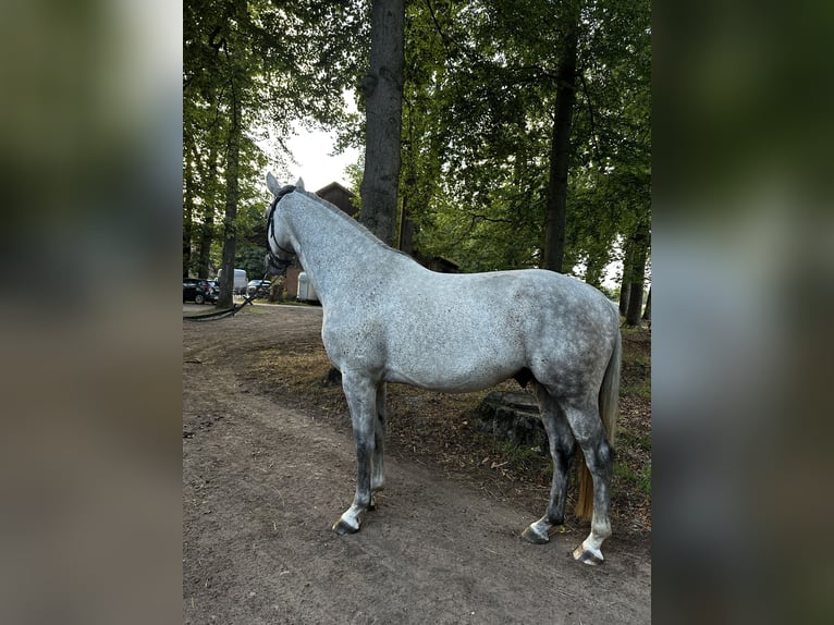 Westfaal Ruin 5 Jaar 172 cm Schimmel in Bomlitz