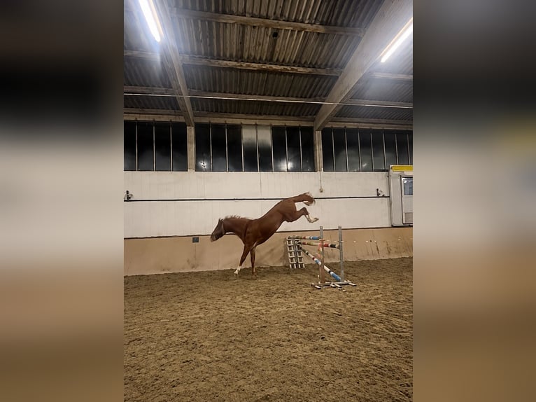 Westfaal Ruin 5 Jaar 172 cm Vos in Sundern