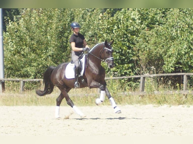Westfaal Ruin 5 Jaar 172 cm Zwart in Iserlohn