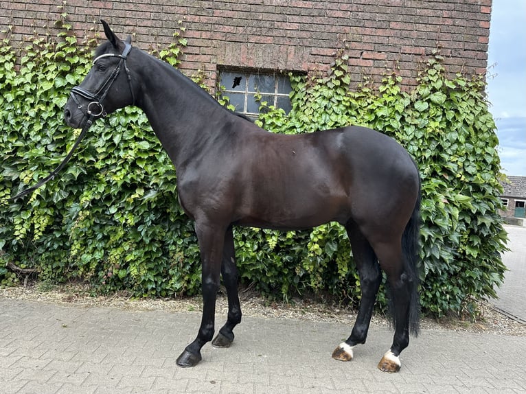 Westfaal Ruin 5 Jaar 172 cm Zwart in Rees