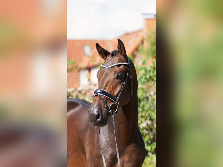 Westfaal Ruin 5 Jaar 172 cm Zwartbruin in Selsingen