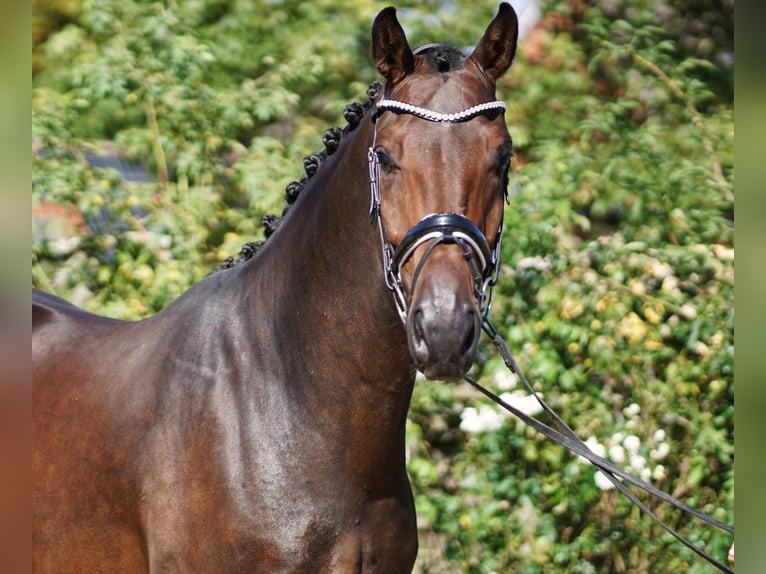 Westfaal Ruin 5 Jaar 172 cm Zwartbruin in Selsingen
