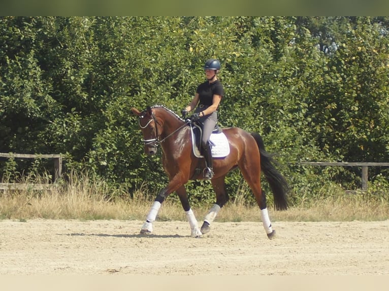 Westfaal Ruin 5 Jaar 173 cm Bruin in Iserlohn