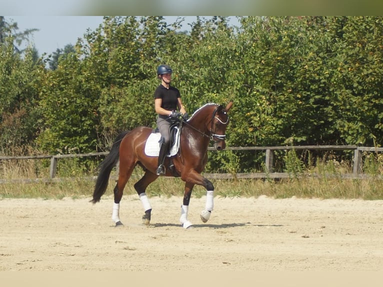 Westfaal Ruin 5 Jaar 173 cm Bruin in Iserlohn