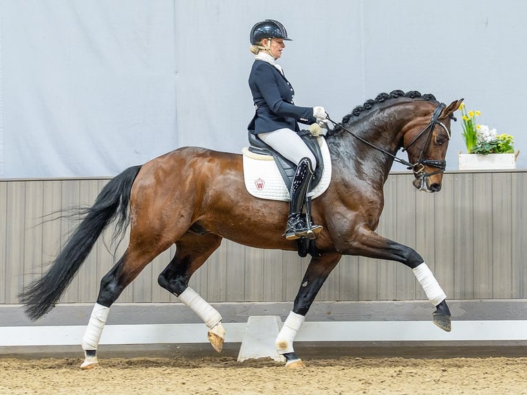 Westfaal Ruin 5 Jaar 173 cm Bruin in Münster-Handorf