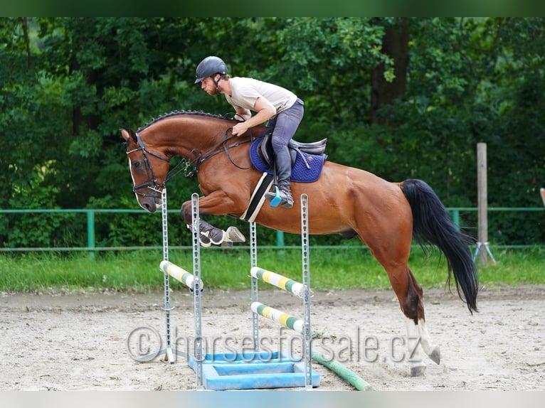 Westfaal Ruin 5 Jaar 173 cm Bruin in Ceske Budejovice