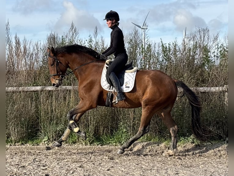 Westfaal Ruin 5 Jaar 173 cm Bruin in Warendorf