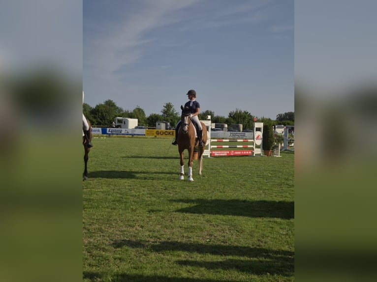 Westfaal Ruin 5 Jaar 173 cm Vos in Senden