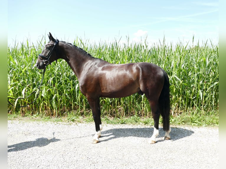Westfaal Ruin 5 Jaar 174 cm Donkerbruin in Horgau