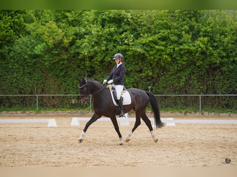 Westfaal Ruin 5 Jaar 174 cm Donkerbruin in Neusäß