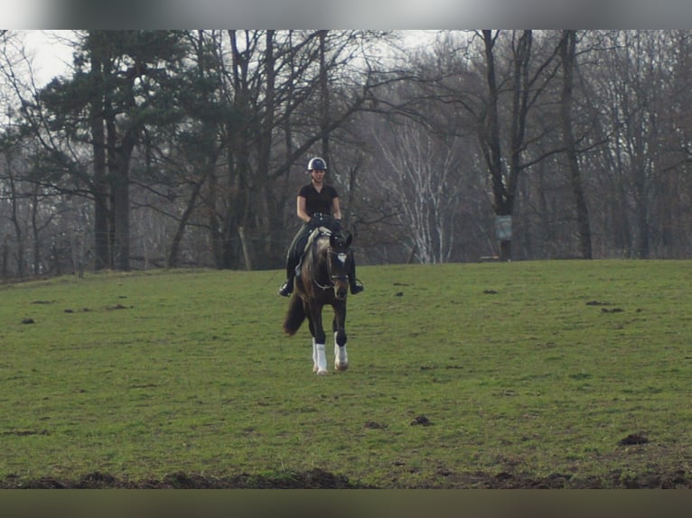 Westfaal Ruin 5 Jaar 174 cm Zwartbruin in Iserlohn
