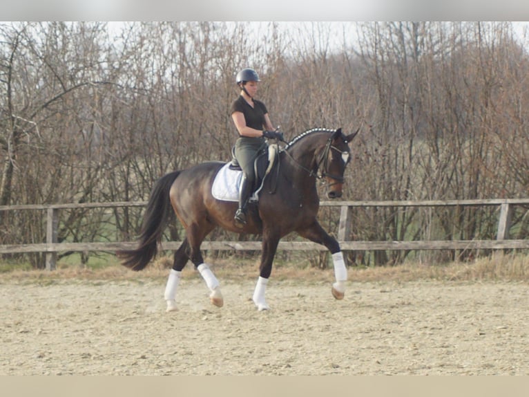 Westfaal Ruin 5 Jaar 174 cm Zwartbruin in Iserlohn