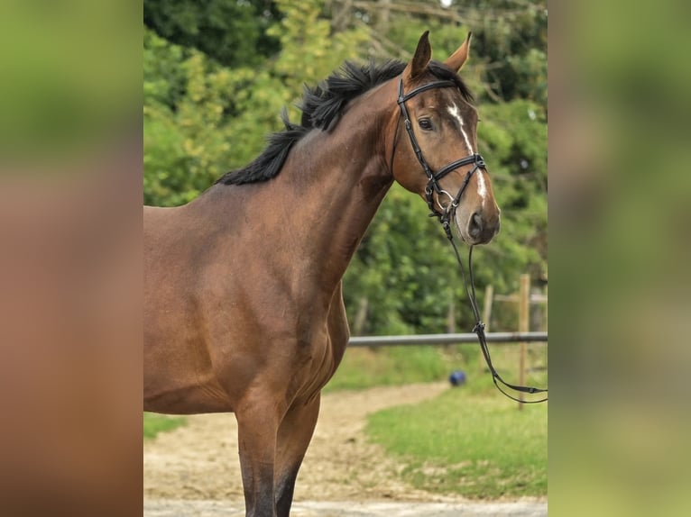 Westfaal Ruin 5 Jaar 175 cm Bruin in Berlin
